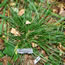 Carex pennsylvanica